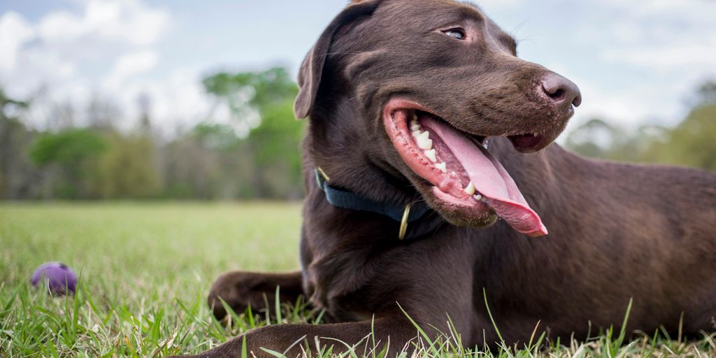 10 Consejos Esenciales para el Cuidado de tu Mascota