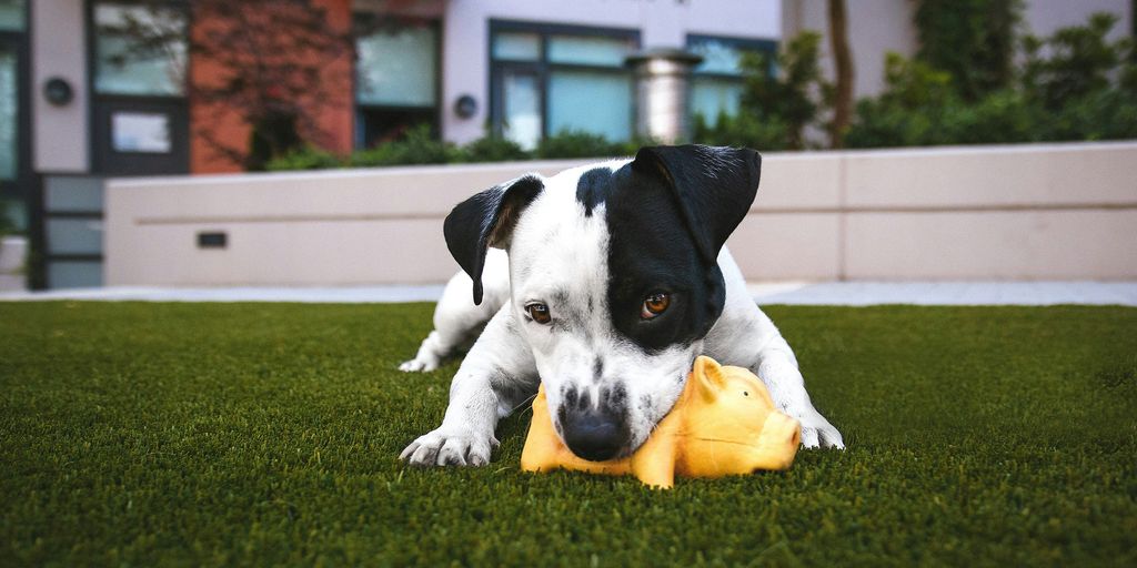 Los Mejores Juguetes para Mantener a tu Perro Entretenido