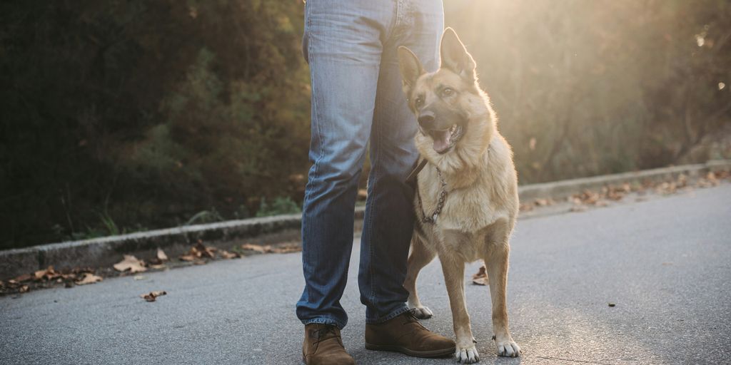 woman in blue denim jeans and white shirt with brown short coated dog on road during